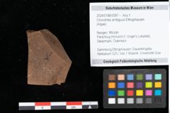Foto (Objekt + Etikett) von Chondrites ambiguus Ettingshausen (NHMW-GEO-2024-0188-0097)